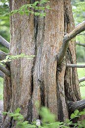 《半条命2》诞生20周年 英伟达将赠送RTX4080S定制版